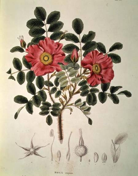 Rosa rugosa, from 'Flora Japonica', Vol 1 od von Siebold and Zuccarini