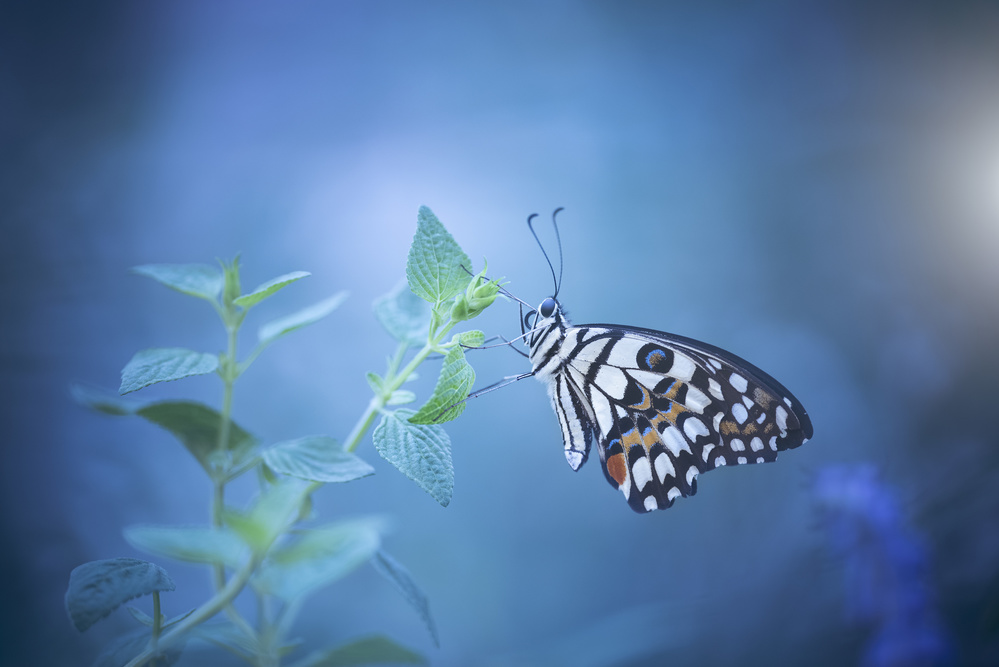 butterfly od Wang Li