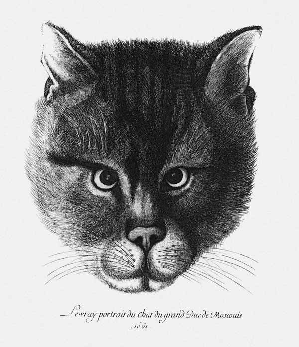 True picture of the Cat of the Tsar Alexis I Mikhailovich of Russia od Wenceslaus Hollar