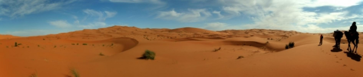 Kamele in der Wüste od Werner Moser