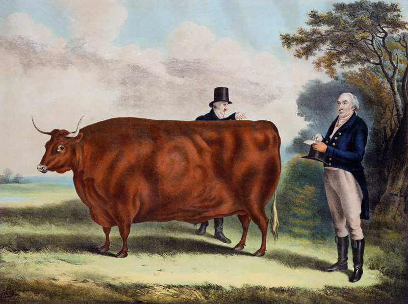 Portrait of Mr T.W. Coke Esq. and Clerk Hilliard Esq. with a North Devon Ox (colour engraving) od W.H. Davis