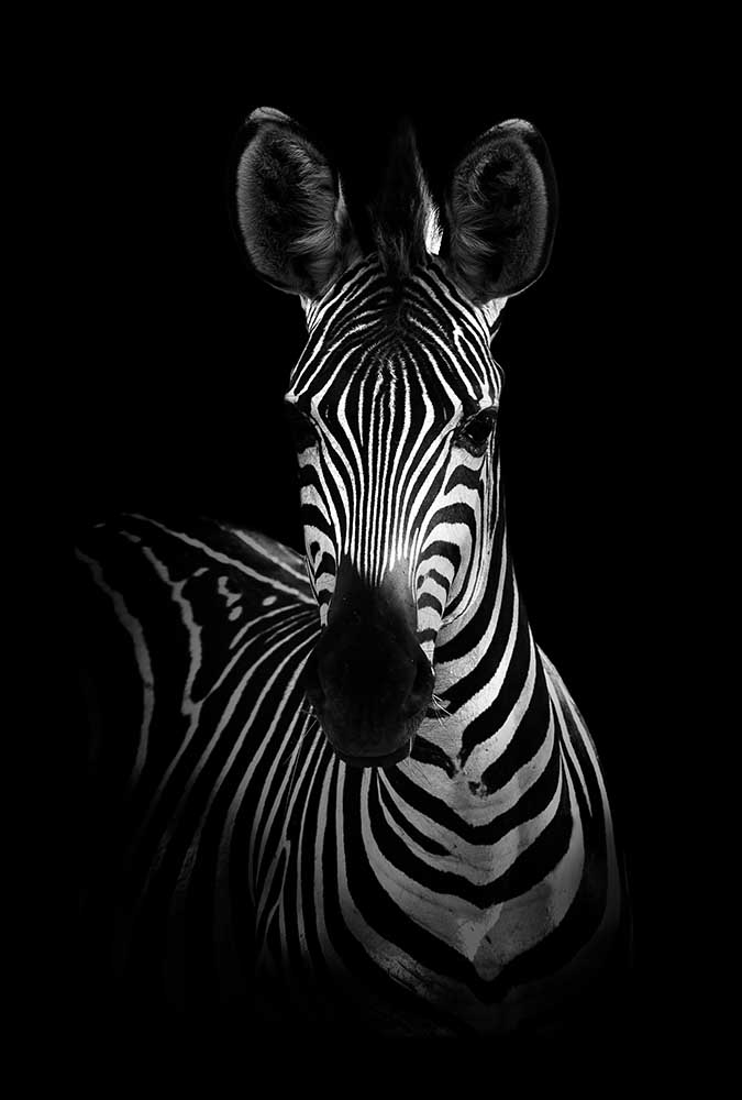 The Zebra od WildPhotoArt