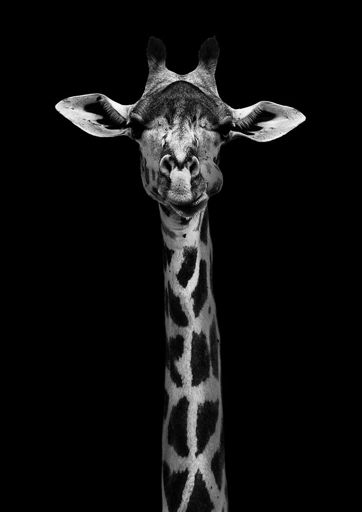 Giraffe Portrait od WildPhotoArt