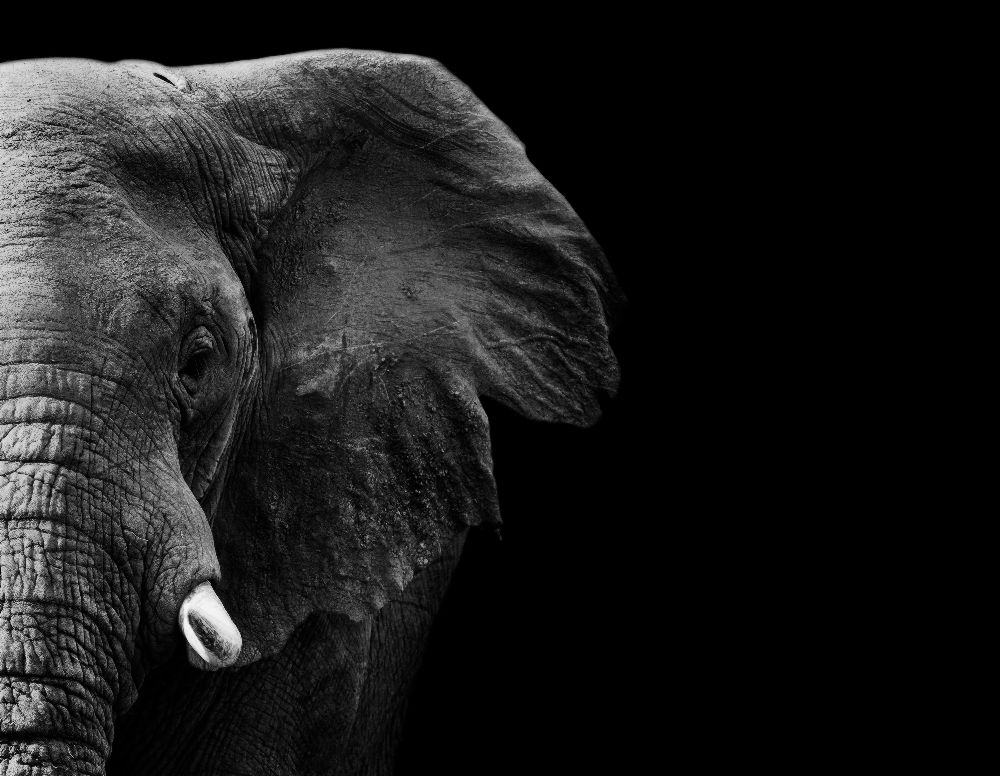 Elephant od WildPhotoArt