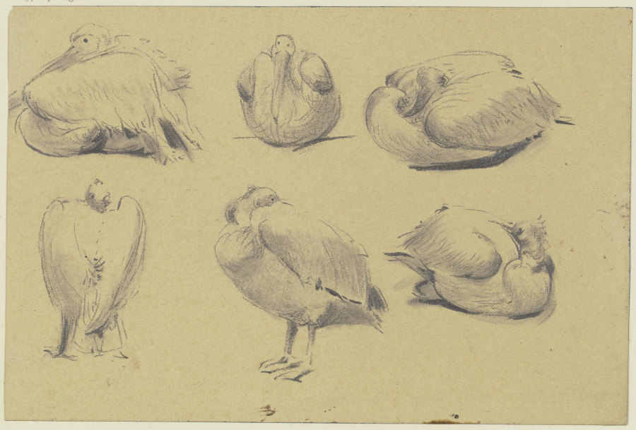 Pelicans od Wilhelm Gentz
