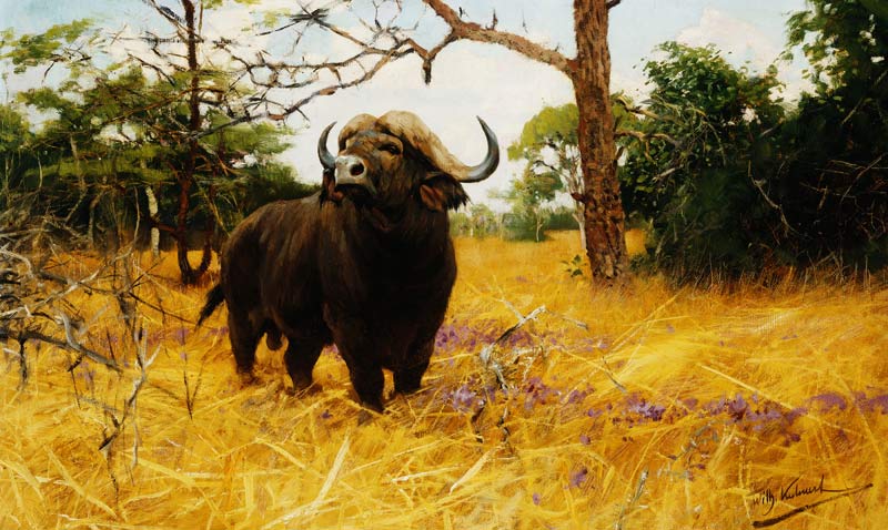 Ein Kaffernbüffel im Präriegras. od Wilhelm Kuhnert