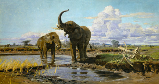 Elephants in the water place od Wilhelm Kuhnert