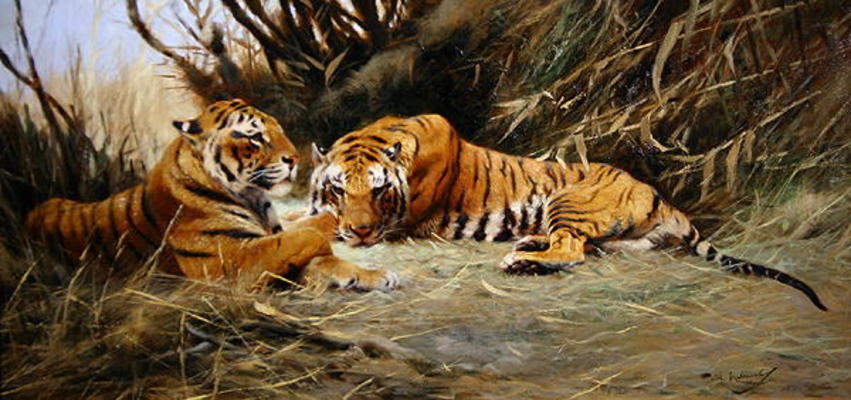 Siberian Tigers, 1913 (oil on canvas) od Wilhelm Kuhnert