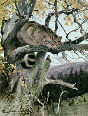 Wildcat in a Tree, 1902 (colour litho) od Wilhelm Kuhnert