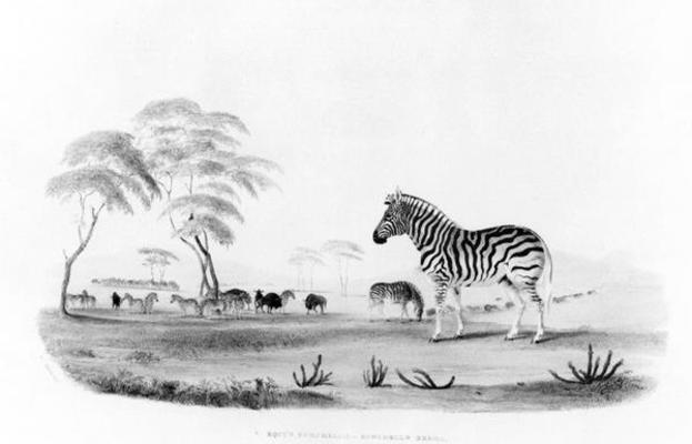 Equus burchelli, or Burchell's Zebra, from 'Portraits of the Game and Wild Animals of Southern Afric od William Cornwallis Harris
