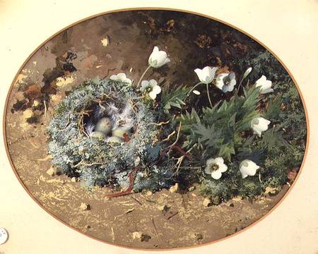 Bird's Nest with White Harebells od William Cruikshank
