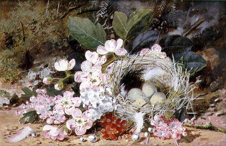 Still Life of Bird's Nest with Primulas od William Cruikshank