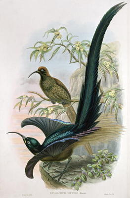 Epimachus Meyeri (colour litho) od William Hart