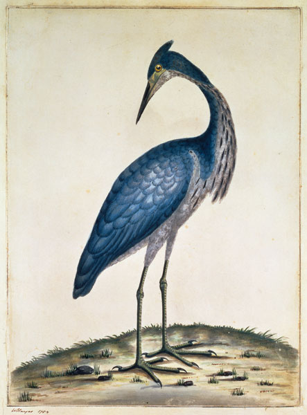 A Heron od William Hayes
