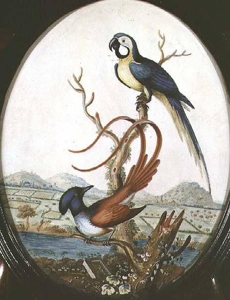 Lyrebird and Jay od William Hayes