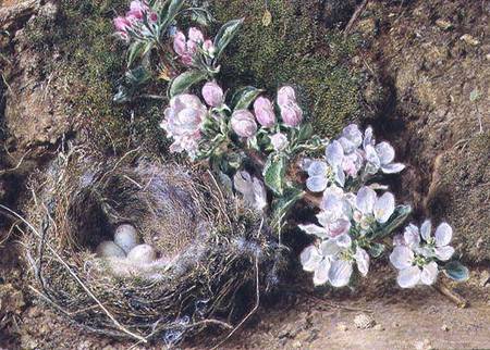 Branch of Apple Blossom and Bird's Nest od William Henry Hunt