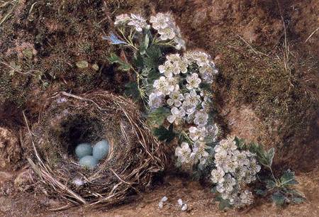 May Blossom and a Hedge Sparrow's Nest od William Henry Hunt