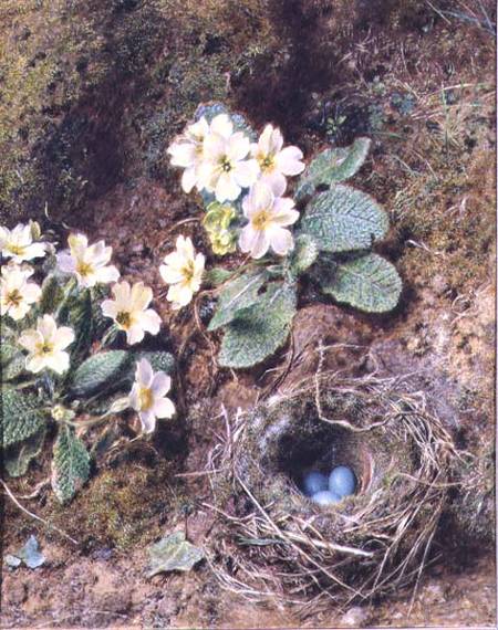 Primroses and Bird's Nest with Three Blue Eggs od William Henry Hunt