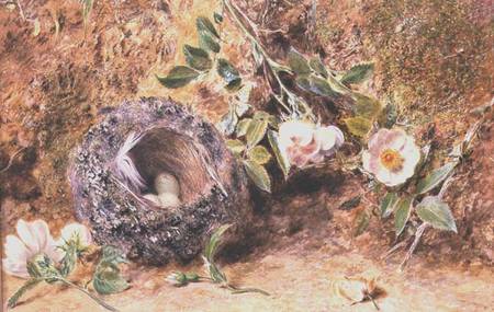 Still Life with Chaffinch Nest od William Henry Hunt