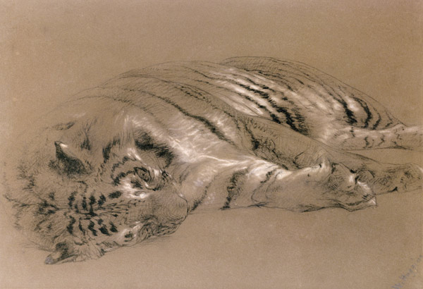 A Sleeping Tiger od William Huggins