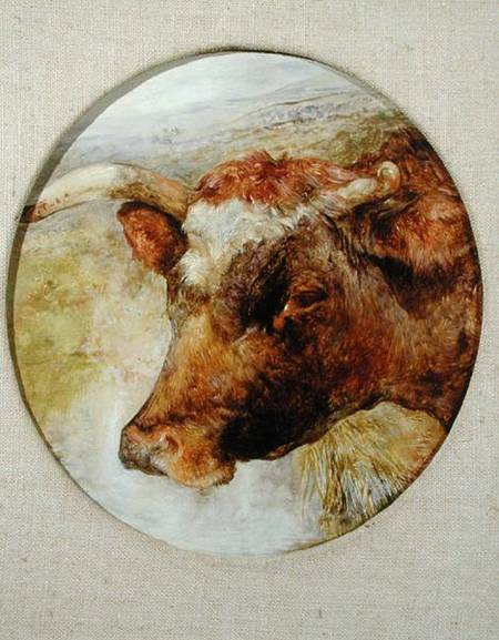 Head of a Longhorn Cow od William Huggins
