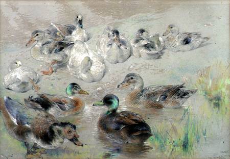 Study of Ducks od William Huggins