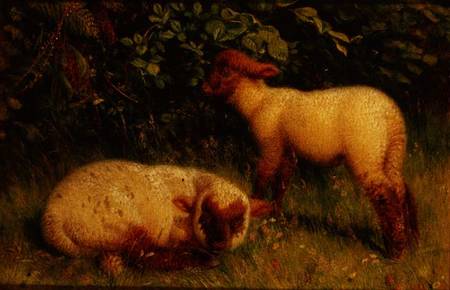 Lambs od William J. Webb or Webbe