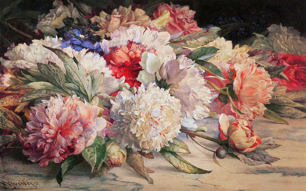 Peonies, 1892 (pencil, w/c, heightened with white & gum arabic on od William Jabez Muckley