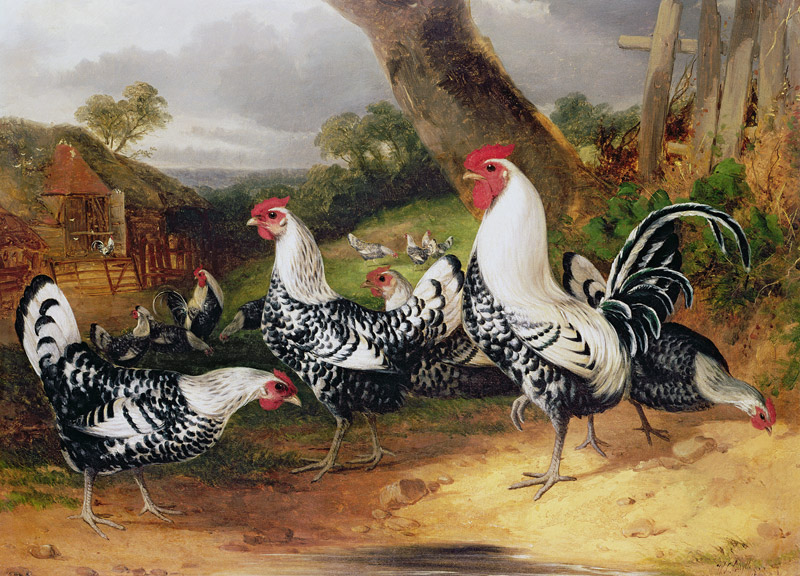 Cockerels in a Landscape od William Joseph Shayer