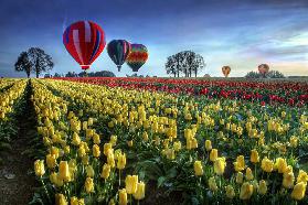 Hot air balloons over tulip field