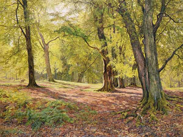 In the Beechwoods od William Samuel Jay
