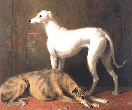 Dreaming of the Chase: Scottish Deerhounds od William u. Henry Barraud