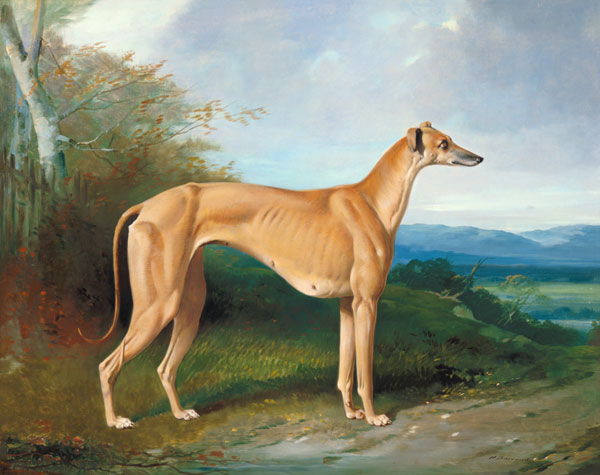 The Greyhound Bitch Lydia od William u. Henry Barraud