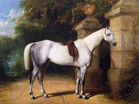 A Grey Horse by Park Gates