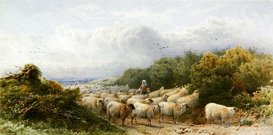Sheep on the Downs od William W. Gosling