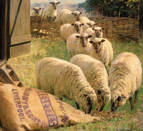 Sheep feeding from an upturned grain bag od William Gunning King