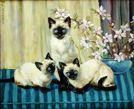 Three Siamese Cats od Winifred Humphery