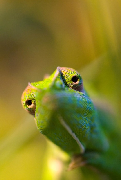 chameleon od Wolfgang Simlinger