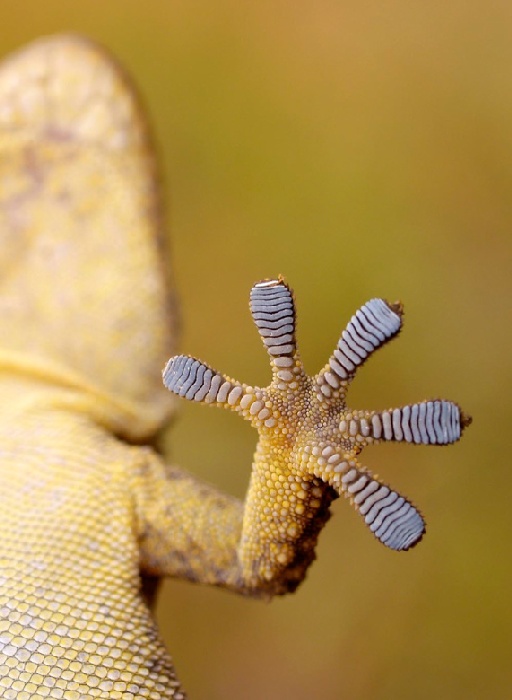 gecko od Wolfgang Simlinger