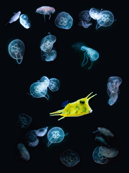 jelly + fish od Wolfgang Simlinger
