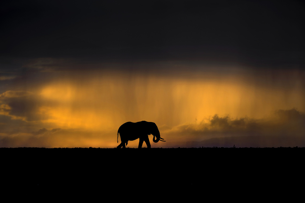 Elephant in a rain storm at sunset od Xavier Ortega