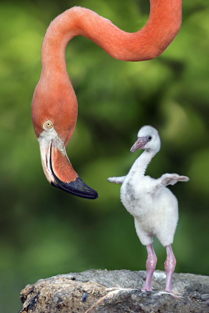 Flamingo with chick od Xavier Ortega