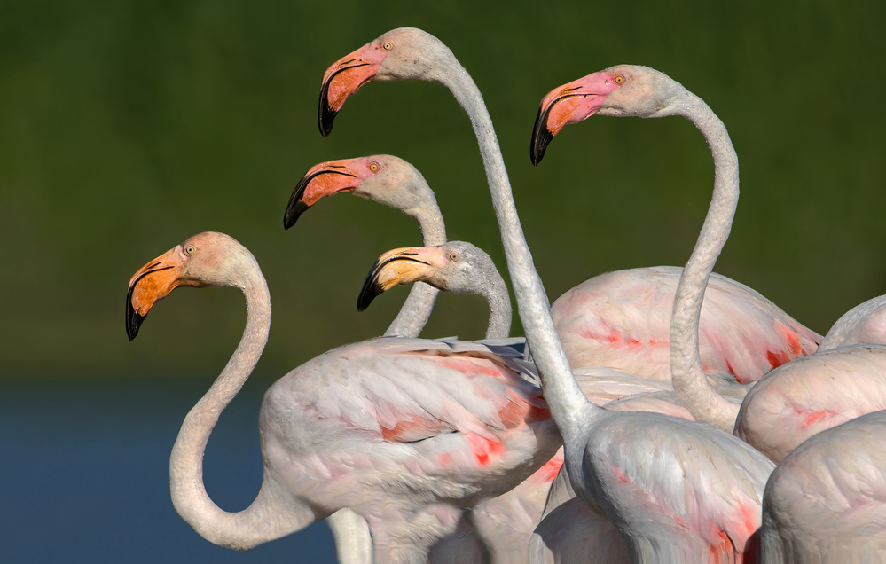 Flamingos walking od Xavier Ortega