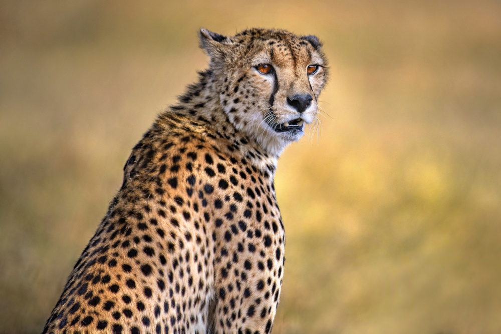 Cheetah portrait od Xavier Ortega