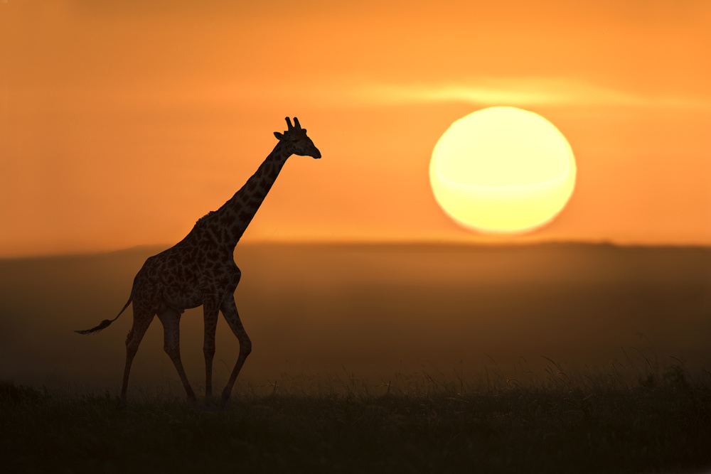 Giraffe at sunrise od Xavier Ortega