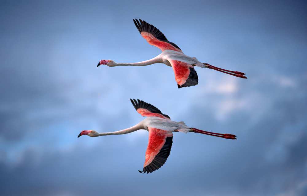 Greater Flamingos od Xavier Ortega
