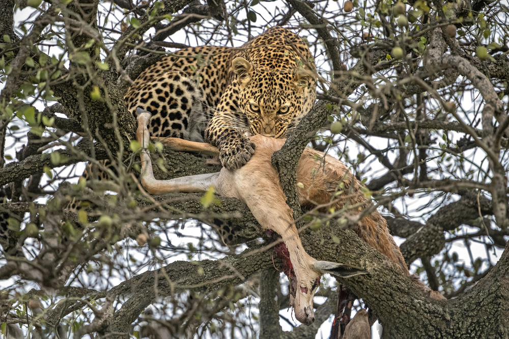 Leopard with prey od Xavier Ortega