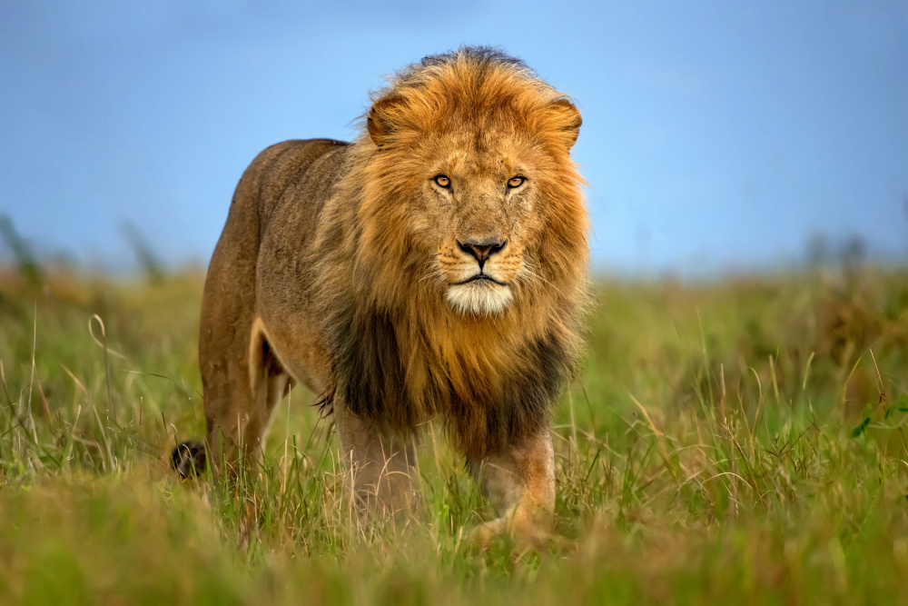 Lion patrol od Xavier Ortega