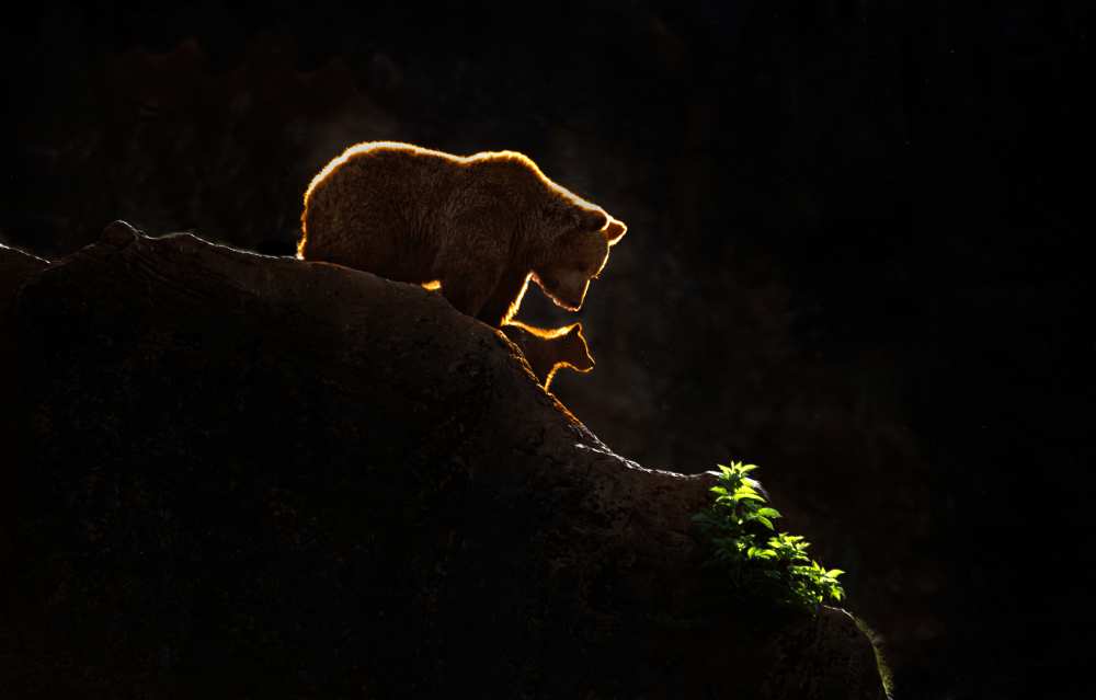 Mom bear with cub od Xavier Ortega