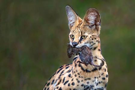 Serval with prey